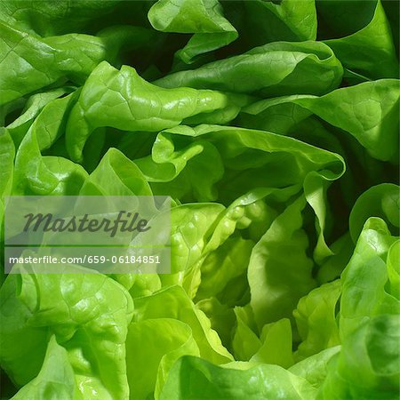 Lettuce (detail)