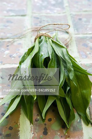 A bunch of fresh ramsons (wild garlic) leaves