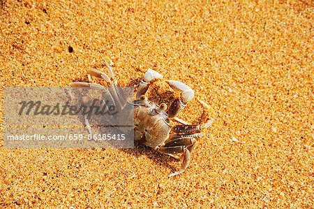 Saltwater crab in sand