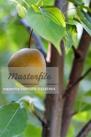 Poirier asiatique dans un jardin du Maine Poirier asiatique dans un jardin du Maine