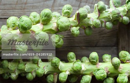 Maine Grown Brussels Sprouts on the Stalks Maine Grown Brussels Sprouts on the Stalks