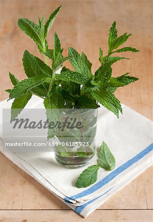 Menthe fraîche dans un jardin de Maine dans un verre d'eau