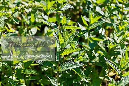 Mint (mentha spicata) Mint (mentha spicata)