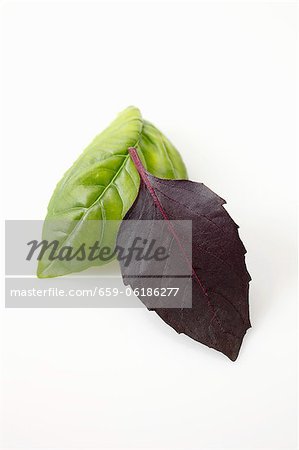 A leaf of basil and a leaf of purple basil