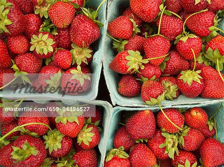 Paniers de fraises fraîches au marché de l'agriculteur à Princeton, NJ.