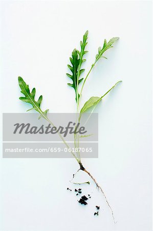 Rocket with roots Rocket with roots