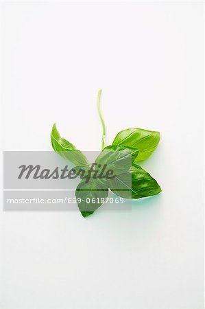 Fresh basil