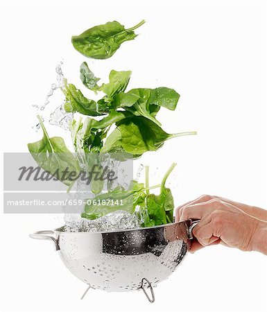 Washing spinach in a colander