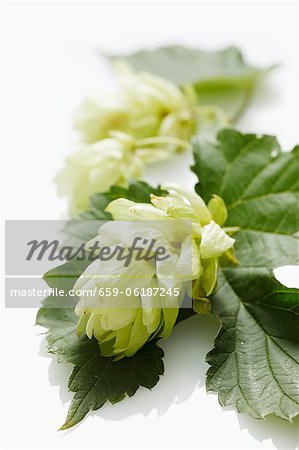 Ombelle de houblon (gros plan) Ombelle de houblon (gros plan)