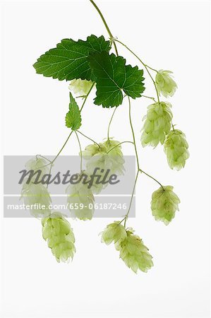 Ombelles de houblon frais Ombelles de houblon frais