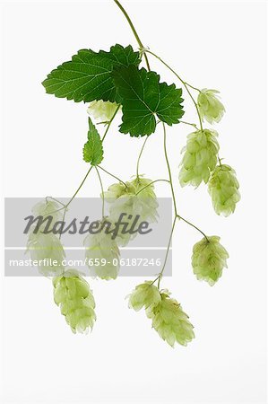 Ombelles de houblon frais