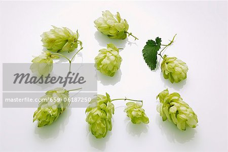 Ombelles de houblon