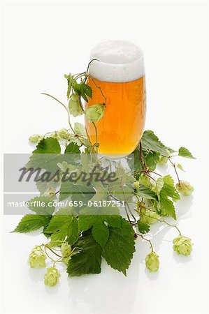 A glass of beer and a hops umbel