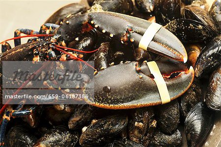 Homards frais irlandais sur les moules