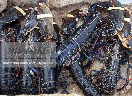 Fresh Irish lobster