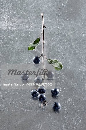 Sloe berries