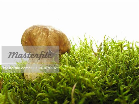 A porcini mushroom in moss