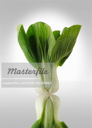 Pak choi Pak choi