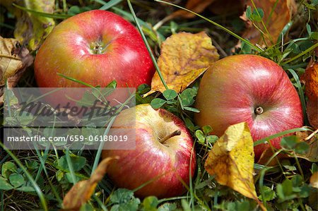 Trois pommes, couché dans l'herbe