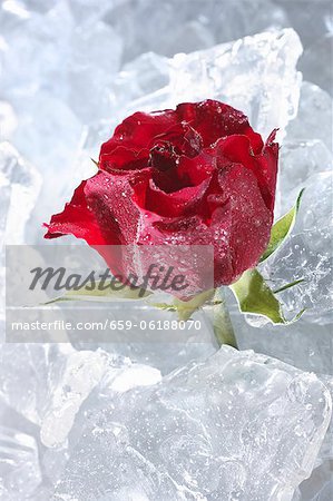 Rose rouge dans la glace