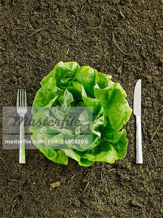Douce tête de laitue beurre dans Dirt avec couteau et fourchette Douce tête de laitue beurre dans Dirt avec couteau et fourchette