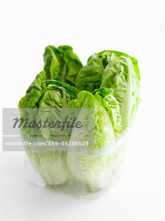 Lettuces in a plastic container Lettuces in a plastic container