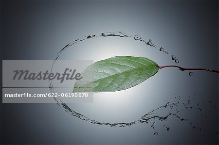 Single Leaf Surrounded By Water Single Leaf Surrounded By Water