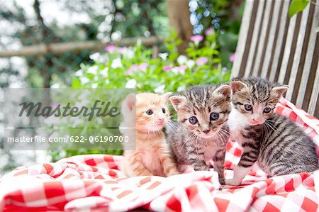 Trois chats sur couverture