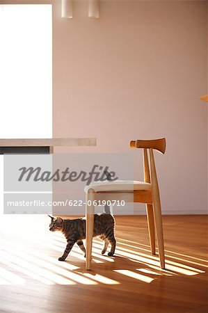 Domestic Cat Walking By Wooden Chair