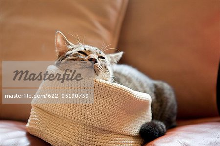 Domestic Cat Sleeping While Keeping Head On Cap