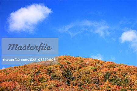 Bäume am Berg mit blauer Himmel