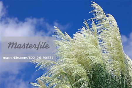 Feather Grasses With Blue Sky In Background