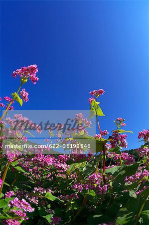 Rosa Blüten vor dunklen blauen Himmel