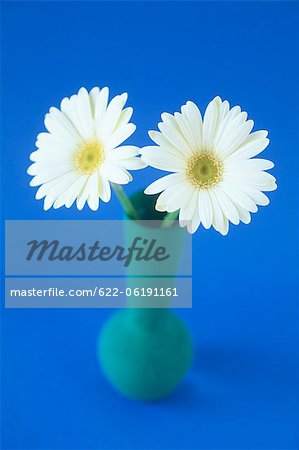 Two White Daisies In Vase On Blue Background