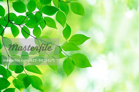 Bright Green Leaves With Blur Background