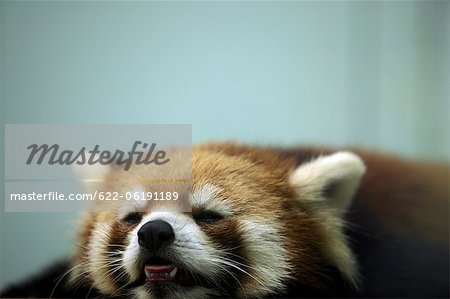 Portrait Of Mammal Resting
