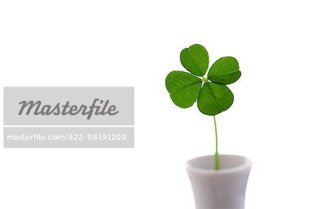 Clover In Cup Against White Background