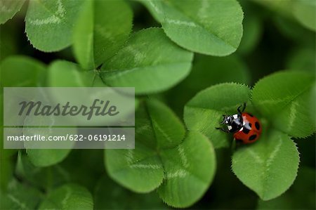 Coccinelle en feuilles de trèfle vert vif