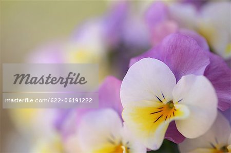 White And Purple Flower