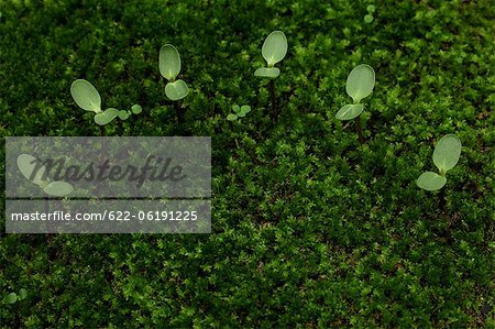 Jeunes plants dans Moss, vert Jeunes plants dans Moss, vert