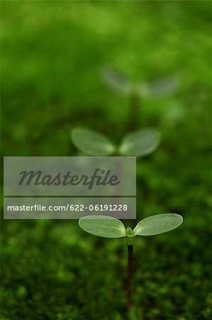 New Plant Growing In Moss, Green