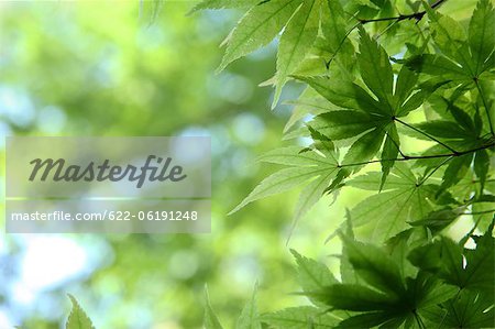 Close-Up Of Green Maple Leaves