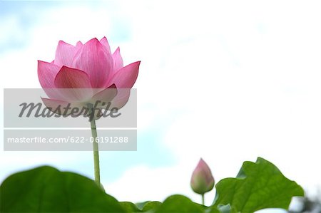 Douce fleur de Lotus