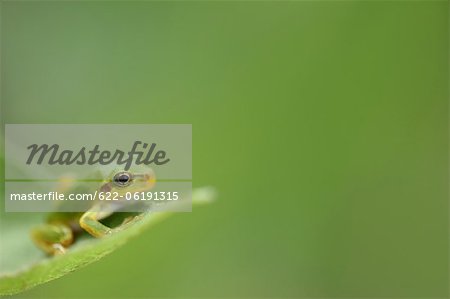 Tree Frog, Blur