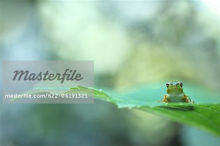 Tree Frog On Leaf
