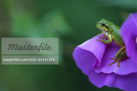 Tree Frog In Blue Flower