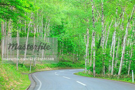 Road In Woodland