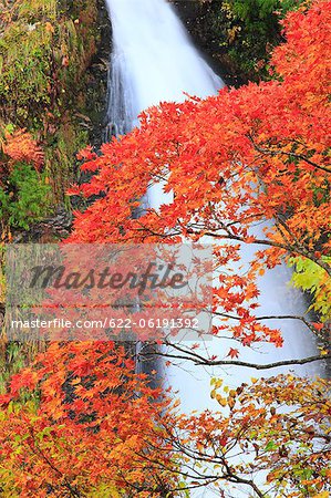 Red Maple Leaves And Waterfall In Background