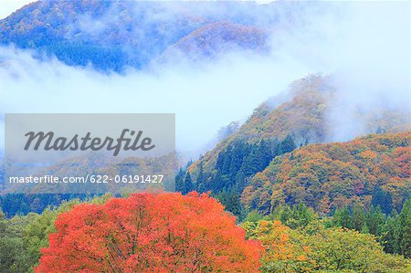 Fog Rising From Forest Trees And Red Autumn Tree