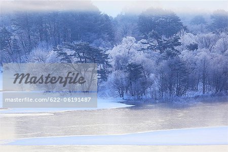 Foggy Woodland, Winter